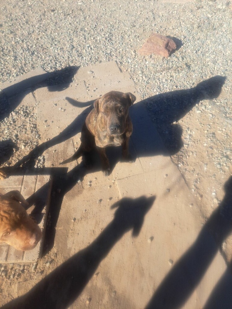 Lisa's Jammi, an adoptable Shepherd in Los Lunas, NM, 87031 | Photo Image 1