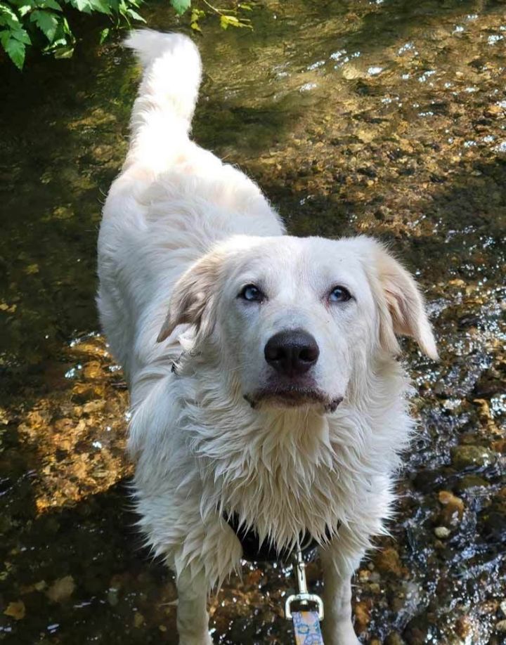 Dog for adoption Courtesy Post Winter a Maremma Sheepdog