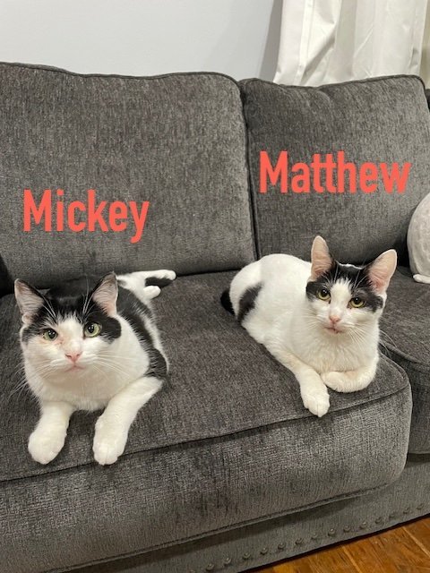 Mickey (b/Matthew) WG Area (FCID# 11/07/2023-46)