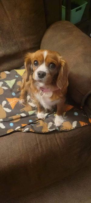 Adopt Krista a Cavalier King Charles Spaniel | Female Cavalier King ...