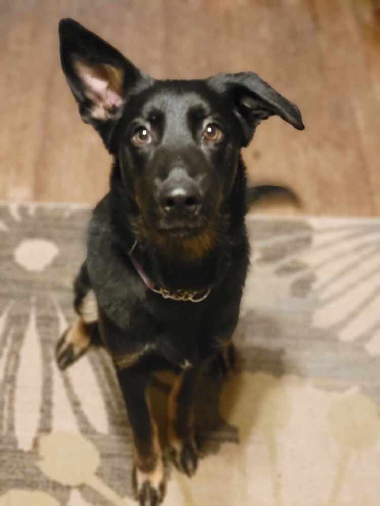 Brisby (Heidi), an adoptable German Shepherd Dog in Fredonia, WI, 53021 | Photo Image 2