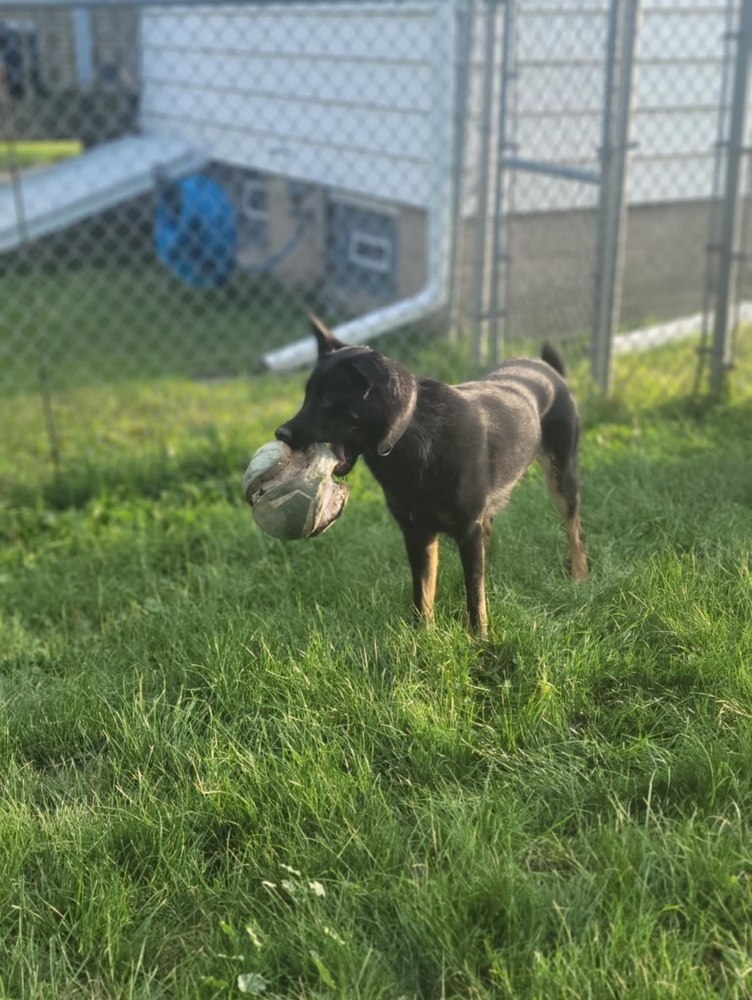 Brisby (Heidi), an adoptable German Shepherd Dog in Fredonia, WI, 53021 | Photo Image 4