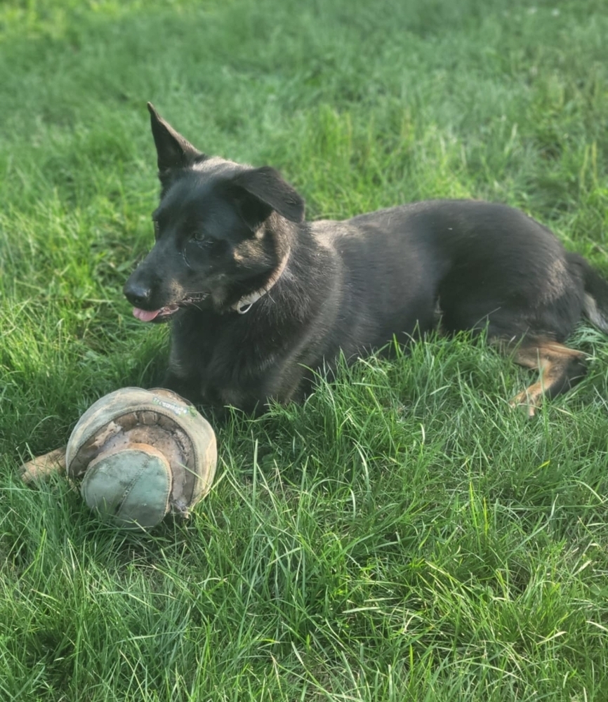 Brisby (Heidi), an adoptable German Shepherd Dog in Fredonia, WI, 53021 | Photo Image 5