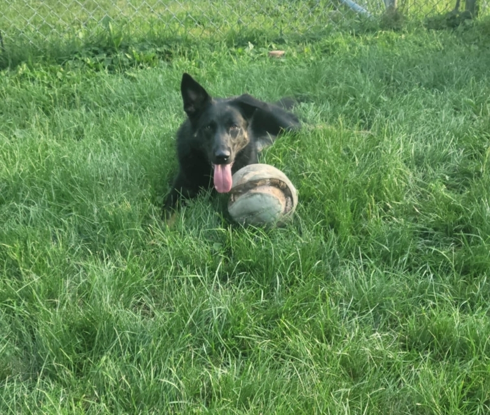 Brisby (Heidi), an adoptable German Shepherd Dog in Fredonia, WI, 53021 | Photo Image 6