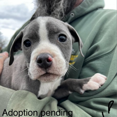 Blue pitbull sales for adoption