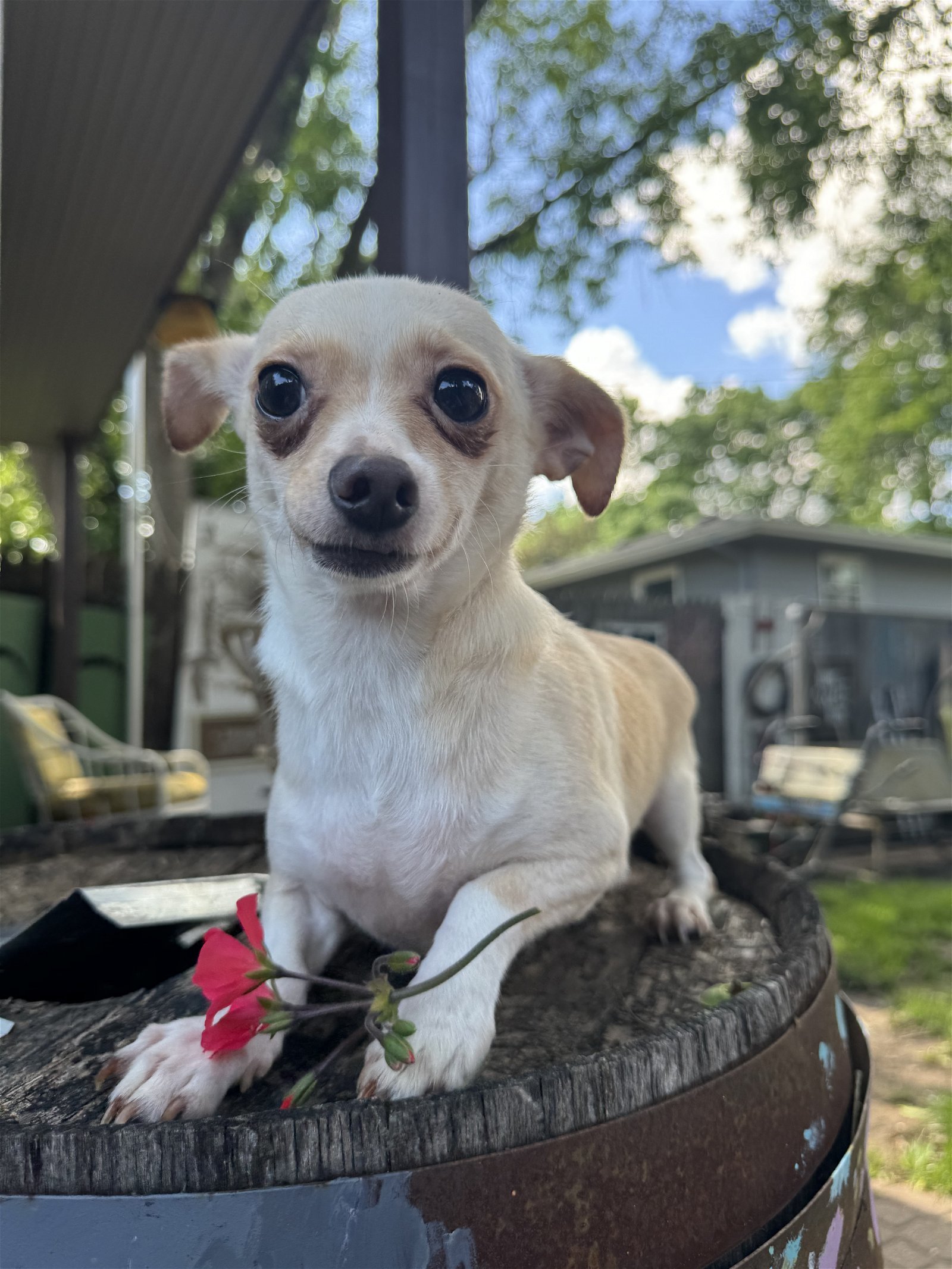 Rory, an adoptable Chihuahua in Sioux Falls, SD, 57101 | Photo Image 2