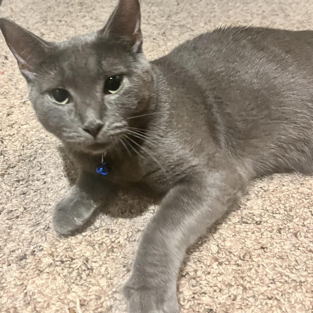 Miranda (**FeLV+)