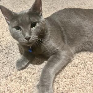 Miranda (**FeLV+), Adult Female Domestic Short Hair