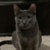 Miranda (**FeLV+) photo 4