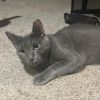 Miranda (**FeLV+) photo 6