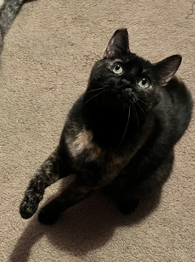 Cat bunny mix sales