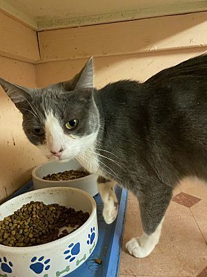 Asher (Barn Cat), an adoptable Domestic Short Hair in Tracy, CA, 95304 | Photo Image 1