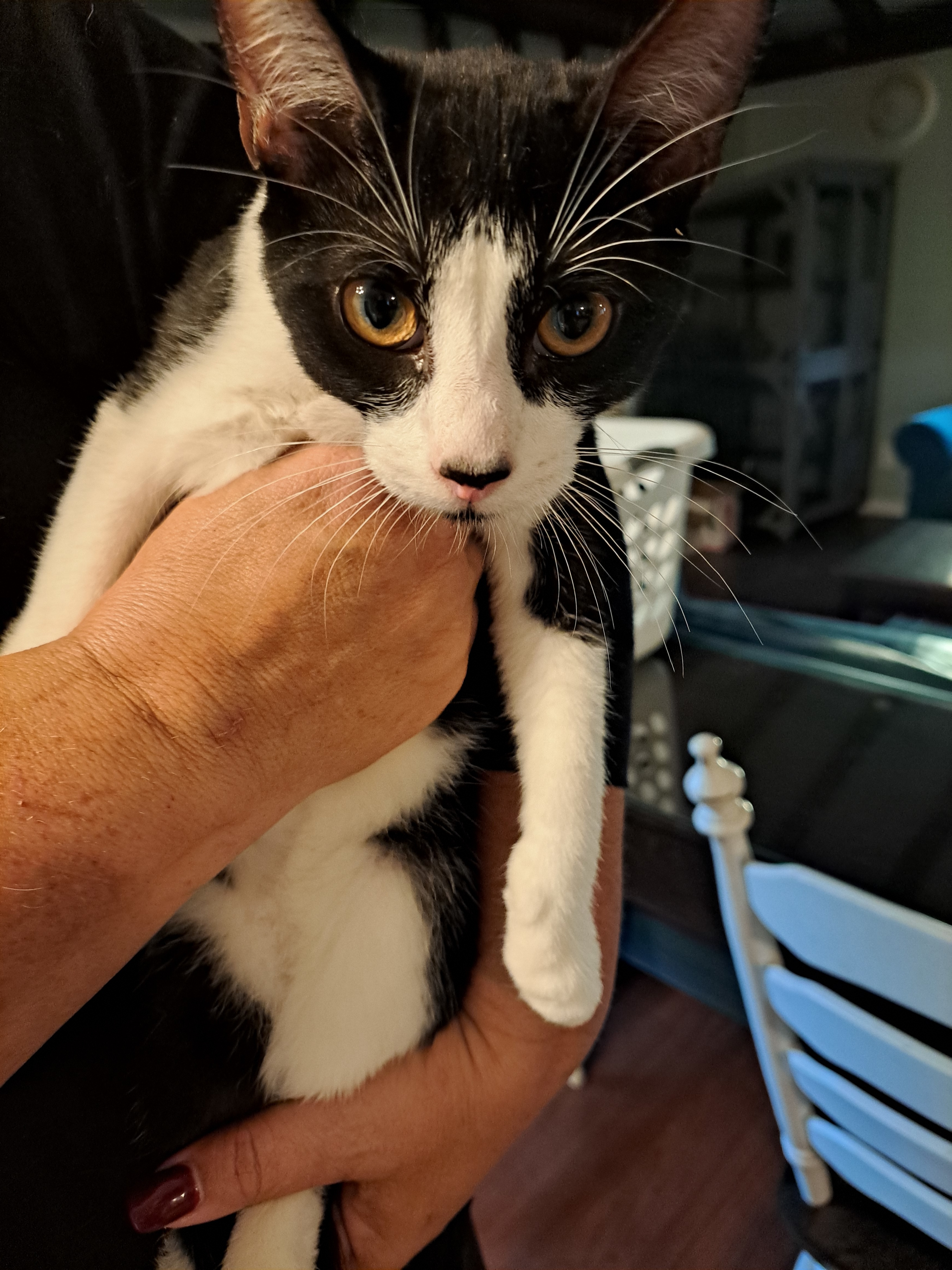 Michelin, an adoptable Domestic Short Hair in Tracy, CA, 95304 | Photo Image 4