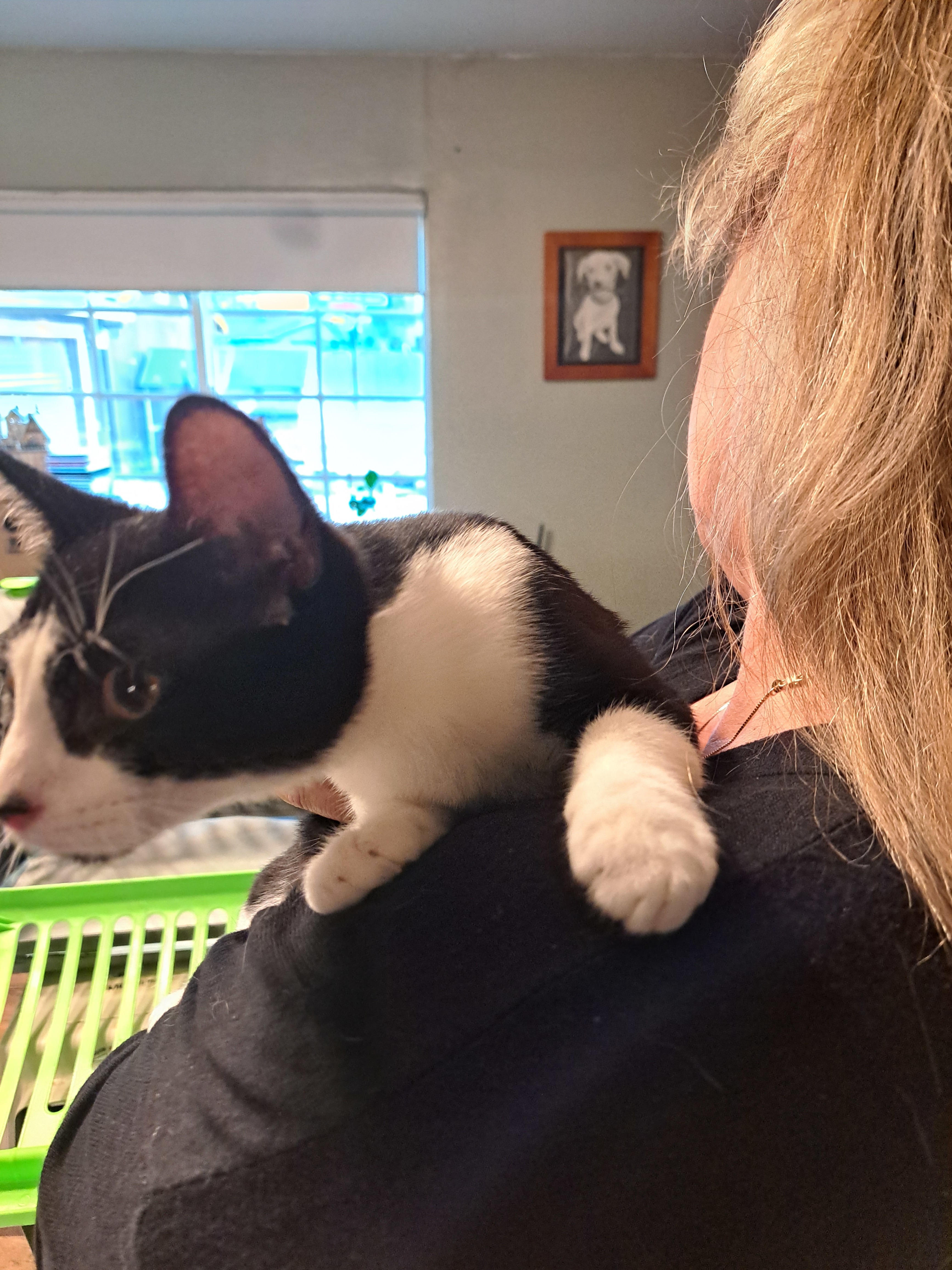 Michelin, an adoptable Domestic Short Hair in Tracy, CA, 95304 | Photo Image 4