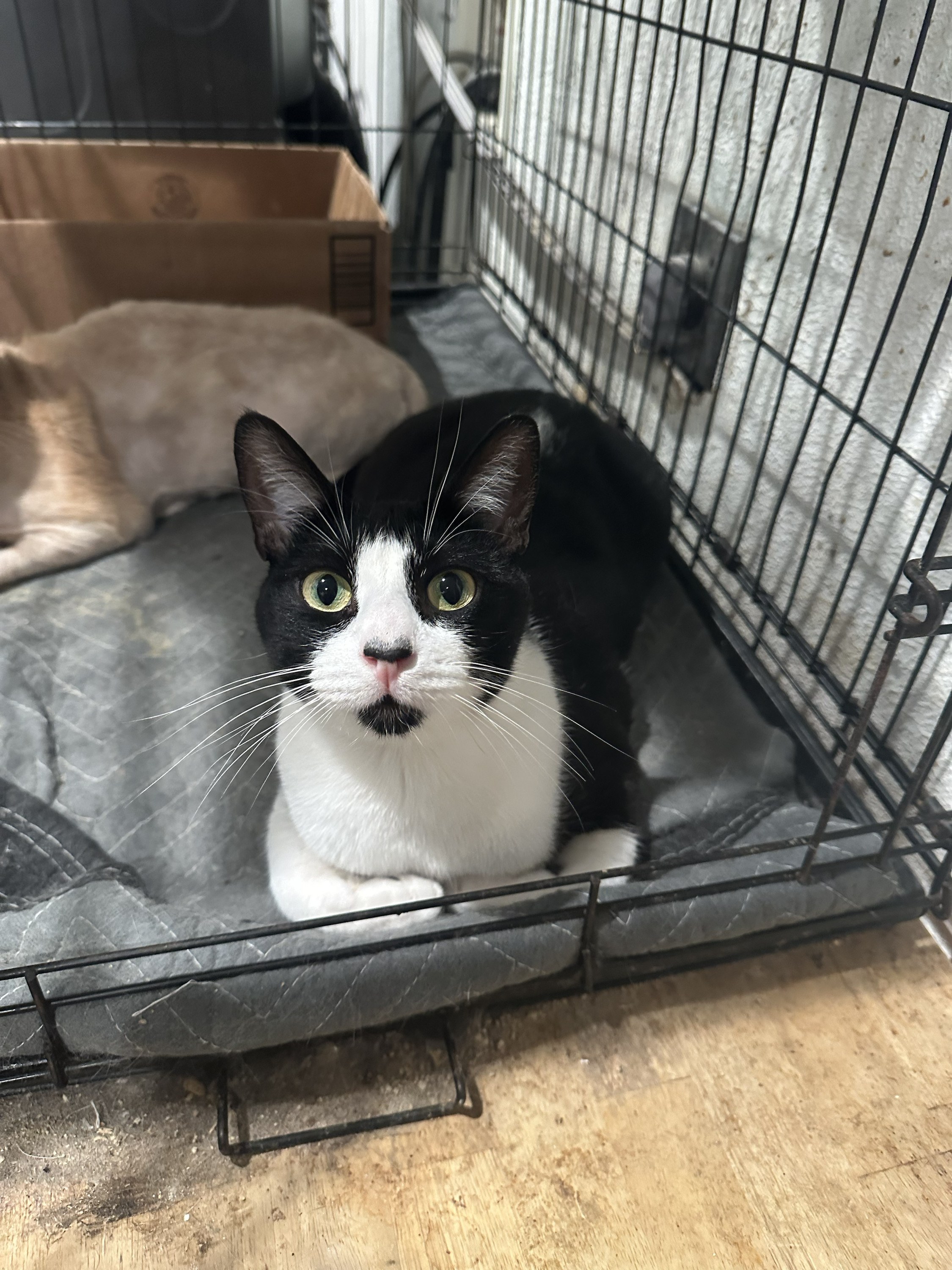 Michelin, an adoptable Domestic Short Hair in Tracy, CA, 95304 | Photo Image 6