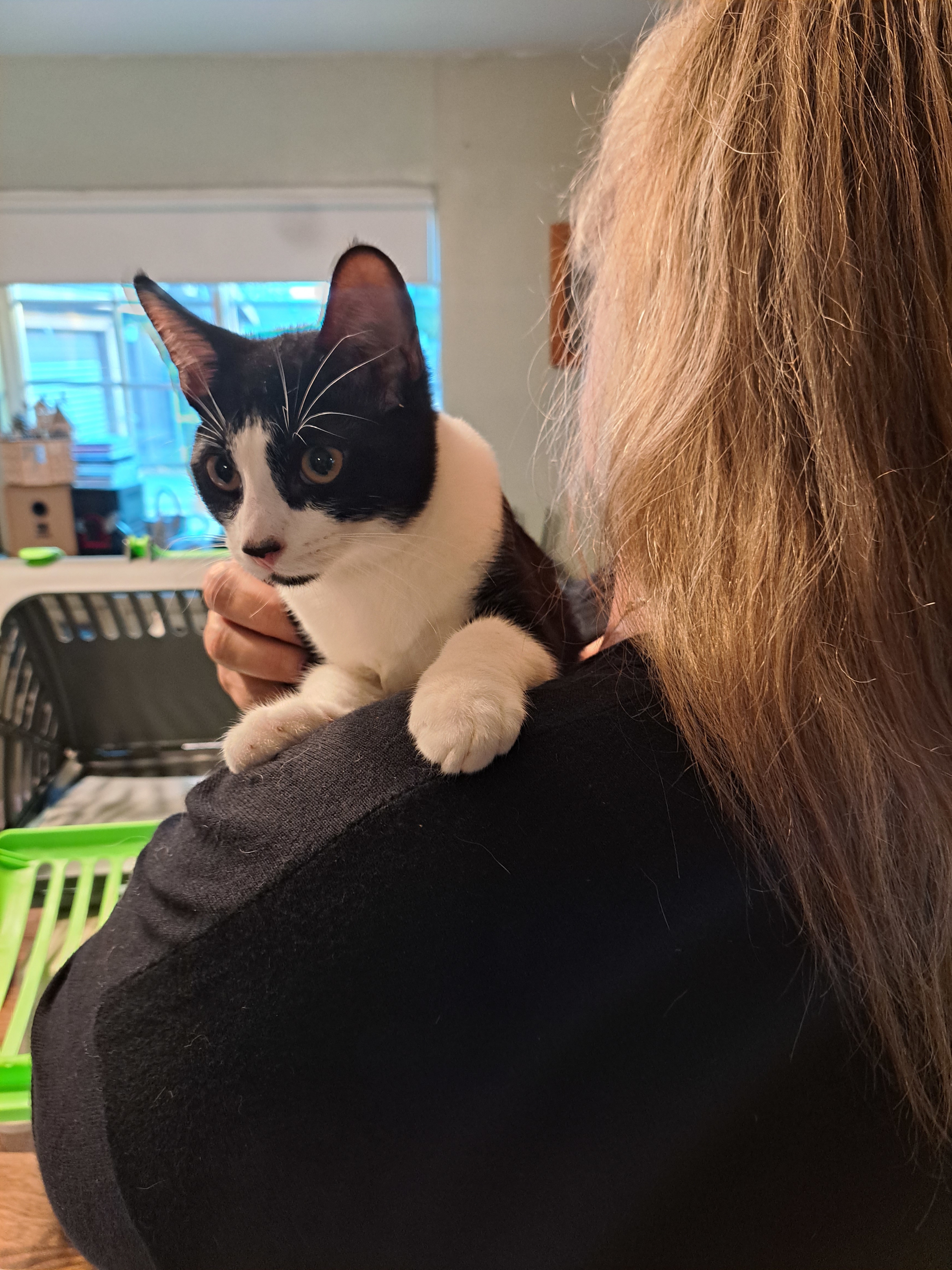 Michelin, an adoptable Domestic Short Hair in Tracy, CA, 95304 | Photo Image 8