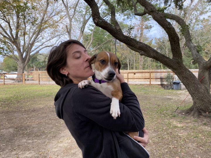 Beagle Stuffed Toy - Austin Canine Central