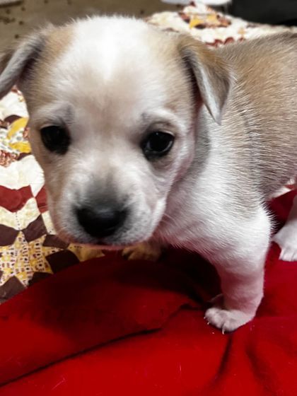 Chihuahua blue heeler mix best sale for sale