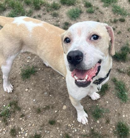 Lee, an adoptable Hound, Mixed Breed in Pekin, IL, 61554 | Photo Image 1