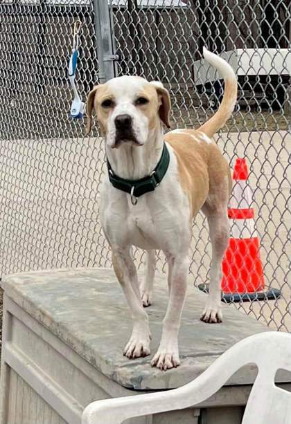 Lee, an adoptable Hound, Mixed Breed in Pekin, IL, 61554 | Photo Image 3