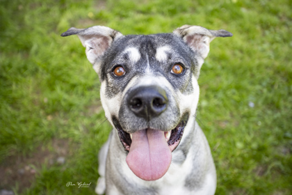 Huck (sponsored), an adoptable Mixed Breed in Rhinelander, WI, 54501 | Photo Image 1