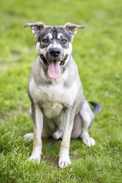 Huck (sponsored), an adoptable Mixed Breed in Rhinelander, WI, 54501 | Photo Image 2