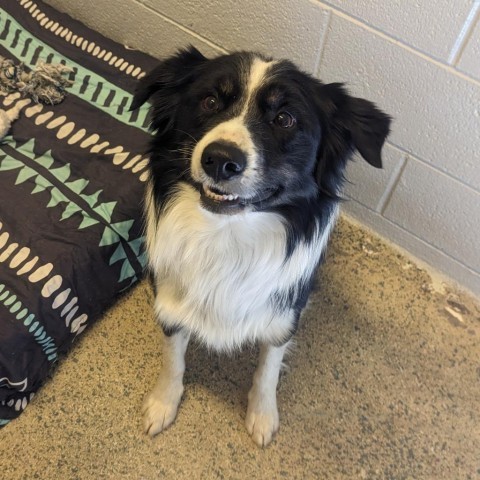 S23-4959, an adoptable Border Collie in Grand Junction, CO, 81502 | Photo Image 1
