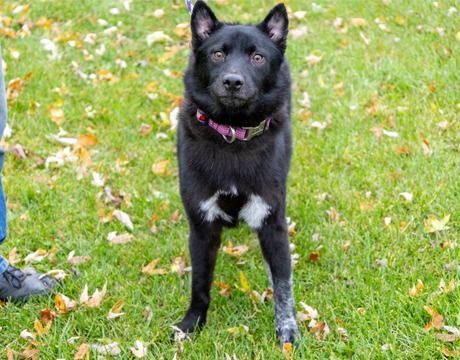 Schipperke husky sale mix