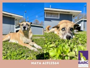 Meet Maya a 5 year old mixed breed looking for her forever home Maya spends he