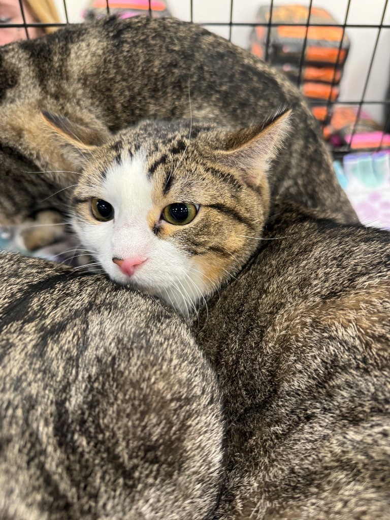 Riley bonded with Scarlet