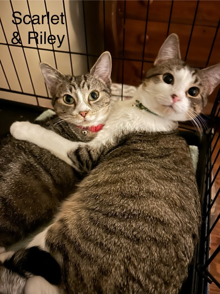 Scarlet bonded with Riley
