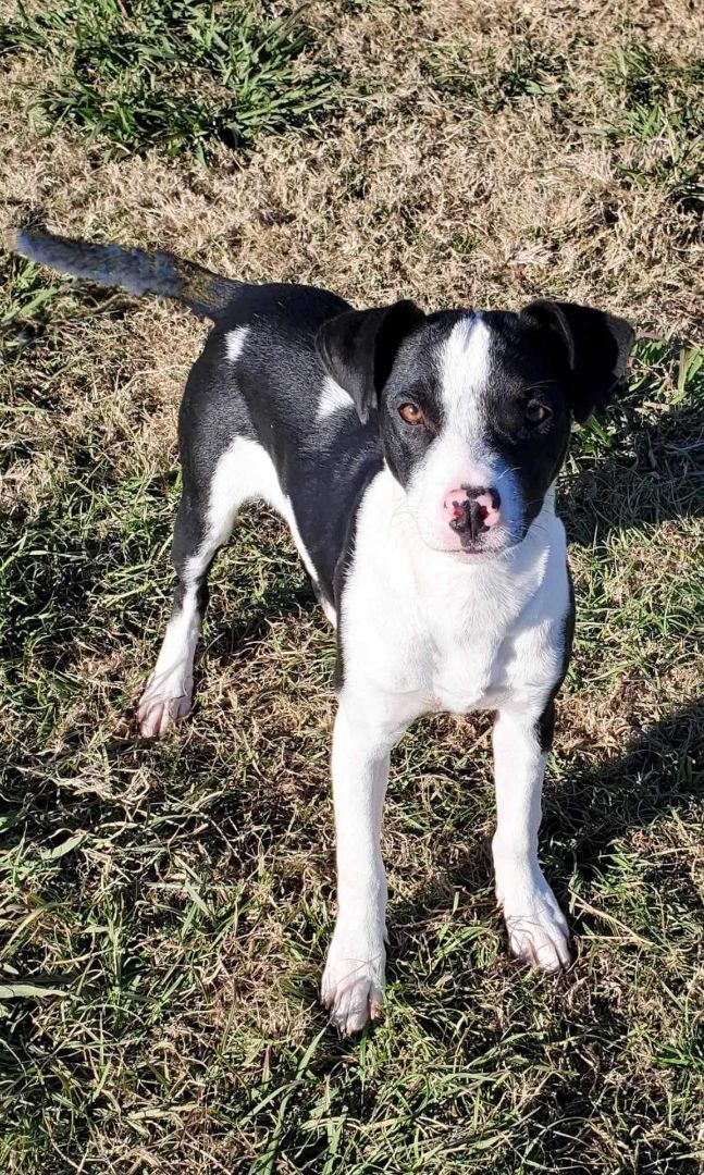 Boston terrier border collie best sale mix puppies