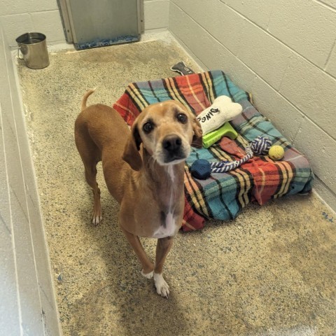 C50-7412, an adoptable Whippet in Grand Junction, CO, 81502 | Photo Image 1