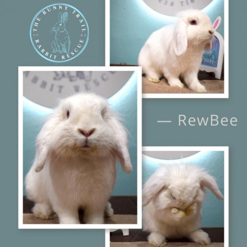 Rewbee