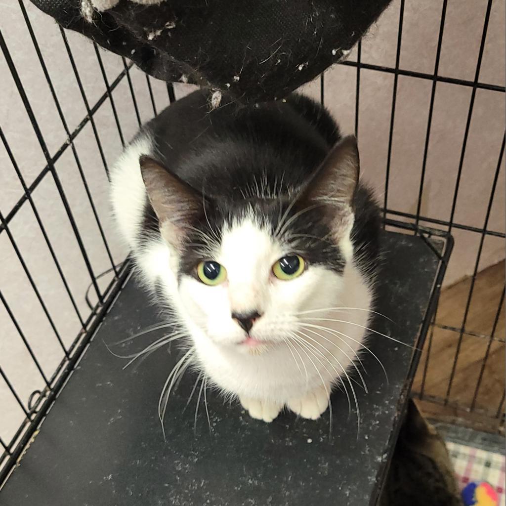 Sweetheart, an adoptable Domestic Short Hair in Hinesville, GA, 31313 | Photo Image 1