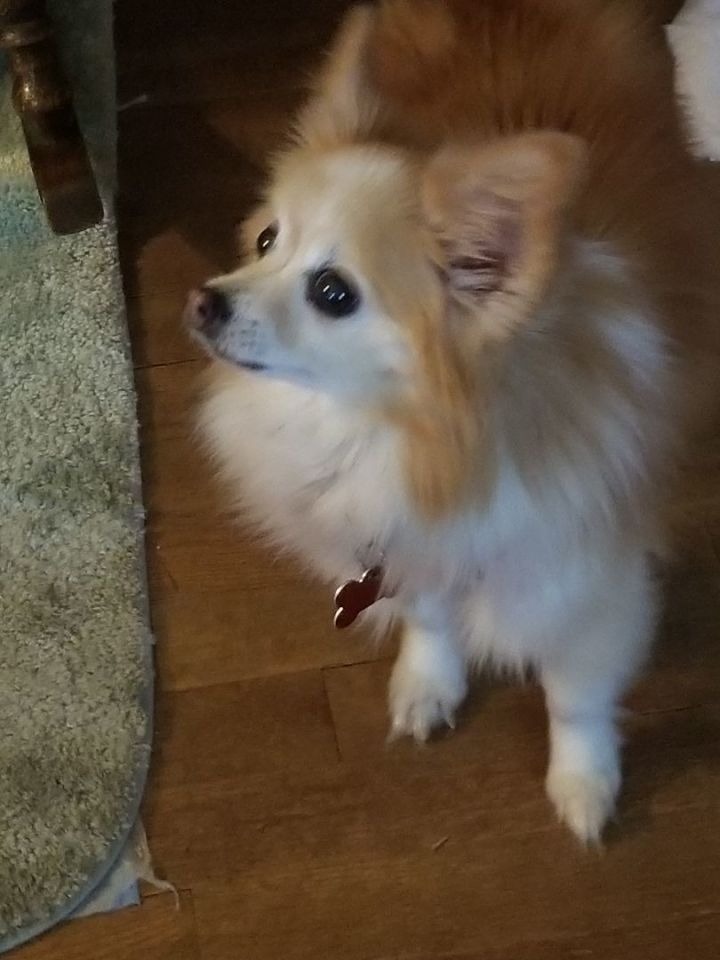 Papillon pomeranian mix for hot sale adoption