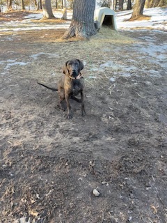 Bucky, an adoptable Plott Hound in Little Chute, WI, 54140 | Photo Image 6