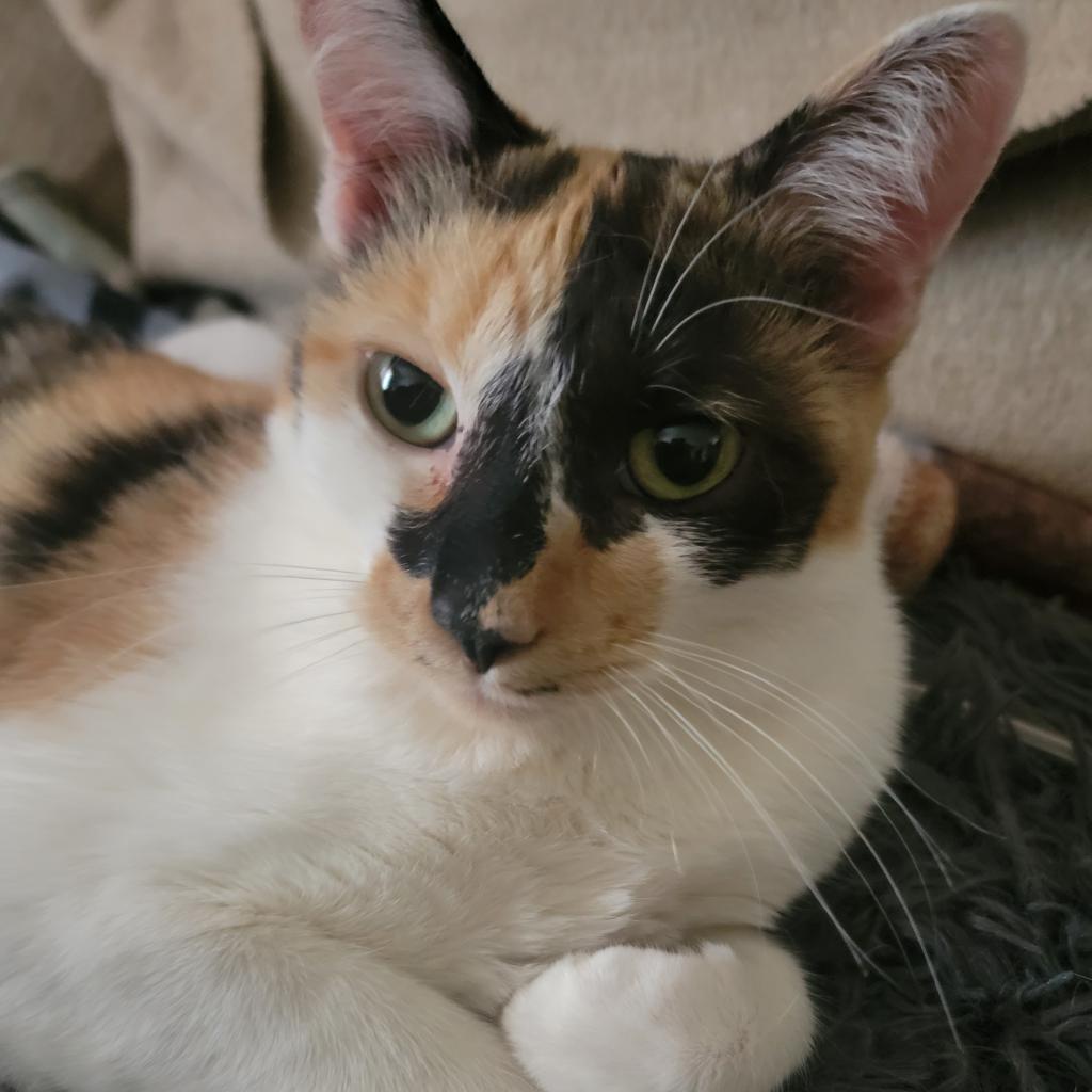 Abbie