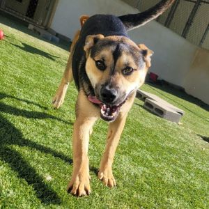 Sweet Pea, Adult Female Labrador Retriever