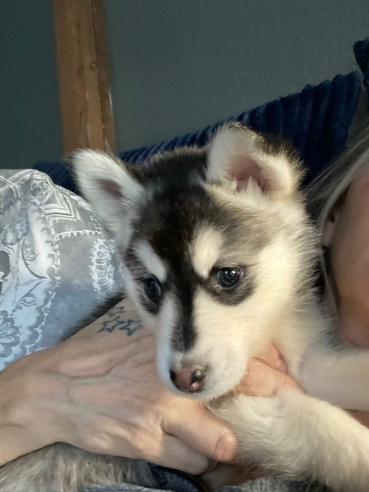 Petfinder pomsky hot sale