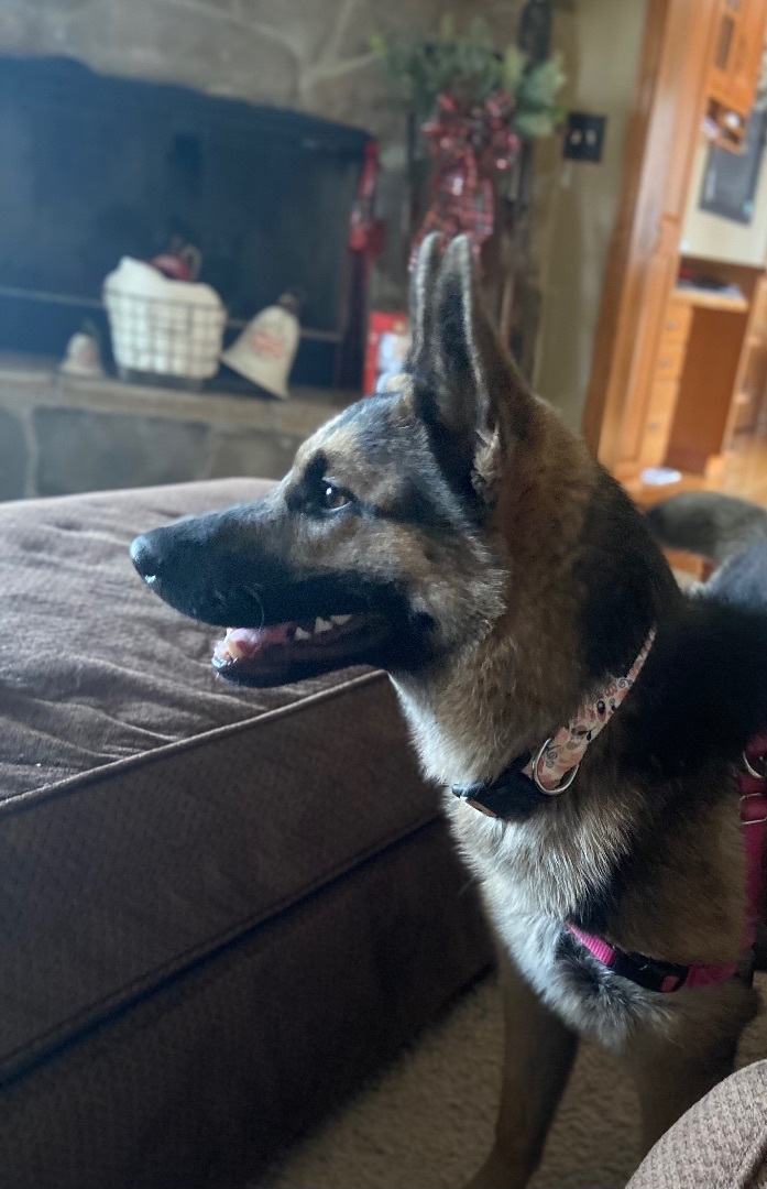 Ella , an adoptable German Shepherd Dog in Chicago, IL_image-4
