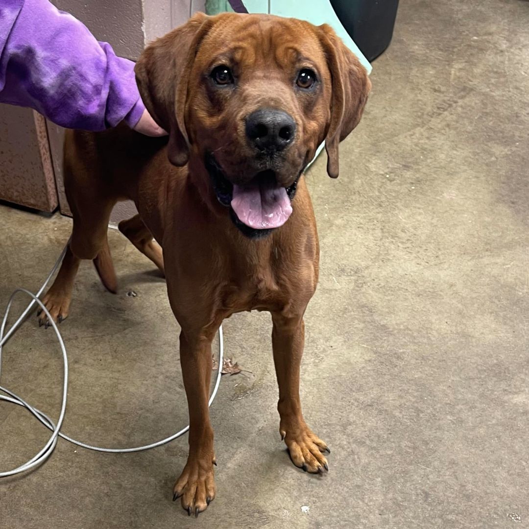 Dog for adoption - FINN, a Redbone Coonhound & Boxer Mix in Cadiz, OH ...