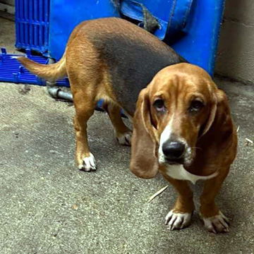 Dog for adoption - JUDD - ADOPTION PENDING!, a Basset Hound in Mays ...