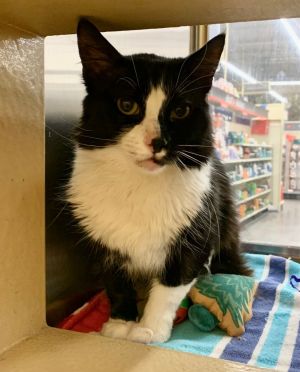 Im a very pretty fluffy tuxedo boy and I like cats and people I would love a forever homeAll adop