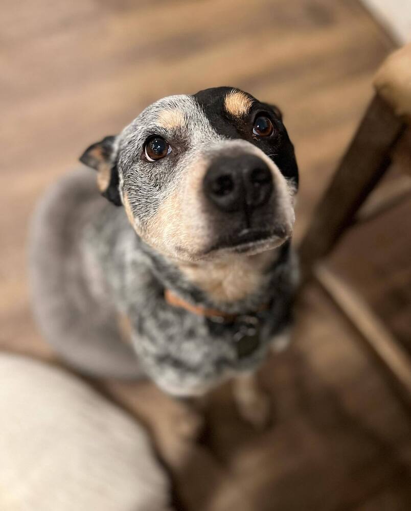 Rowdy **READ ENTIRE DESCRIPTION**, an adoptable Australian Cattle Dog / Blue Heeler in Spokane, WA, 99205 | Photo Image 3