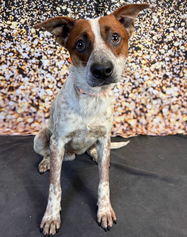 Dog for adoption - Hachi, an Australian Cattle Dog / Blue Heeler Mix in  Portland, OR