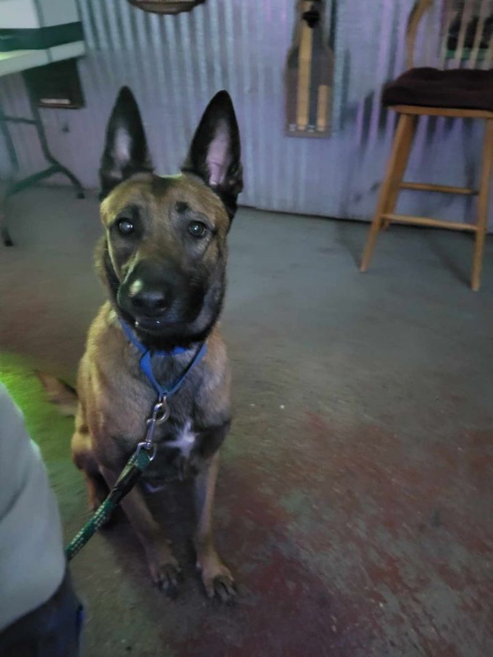 Dog for adoption Whiskey a Belgian Shepherd Malinois in