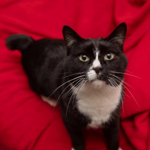 Stefano, an adoptable Domestic Short Hair in Salt Lake City, UT, 84106 | Photo Image 1