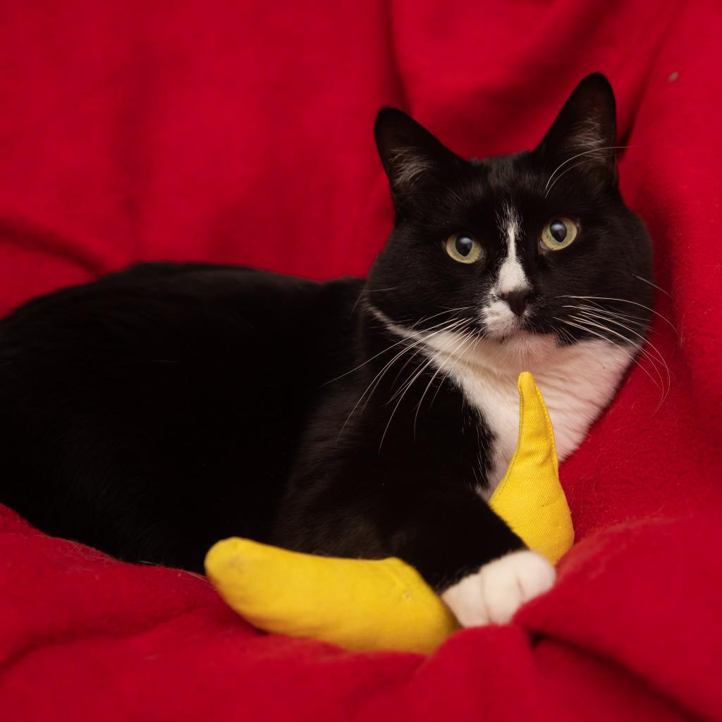 Stefano, an adoptable Domestic Short Hair in Salt Lake City, UT, 84106 | Photo Image 1