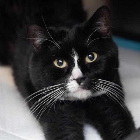 Stefano, an adoptable Domestic Short Hair in Salt Lake City, UT, 84106 | Photo Image 2